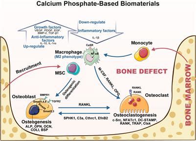  Calciumfosfaatit: Luonnosta Inspiroidut Biomateriaalit Implanteille ja Luuston Korjauksille!